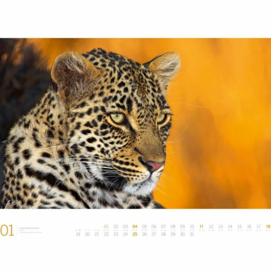 Kalender*AFRIKA GALLERY 2026 - Kalender