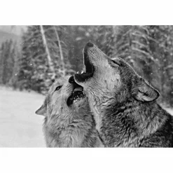 Tiere, Pflanzen Und Garten*DAS GEHEIME WISSEN DER WÖLFE - Sachbuch