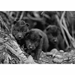 Tiere, Pflanzen Und Garten*DAS GEHEIME WISSEN DER WÖLFE - Sachbuch