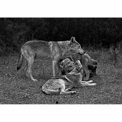 Tiere, Pflanzen Und Garten*DAS GEHEIME WISSEN DER WÖLFE - Sachbuch