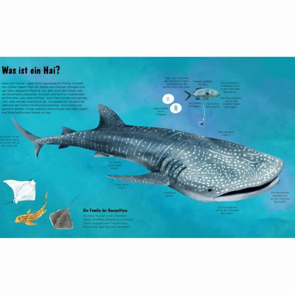 Kinder Naturratgeber Und Sachbücher|Kinderbücher Und Jugendbücher*DIE WELT DER HAIE - Kinderbuch