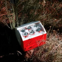 IGLOO PLAYMATE PAL PASSIVE COOLER - Kühlbox^ Kühlboxen Und Kühltaschen