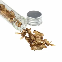 Snack-Insects Verpflegung*GRILLON